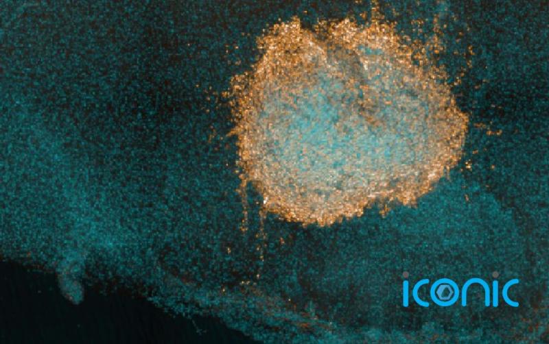 White blood cells can mount immune response against Omicron, new study finds