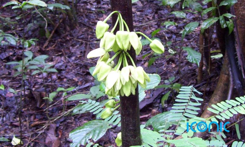 First new plant species of 2022 named after famous actor and environmentalist