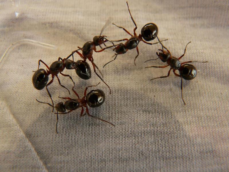 Irish pest control company reports 80% increase in callouts for ant infestations