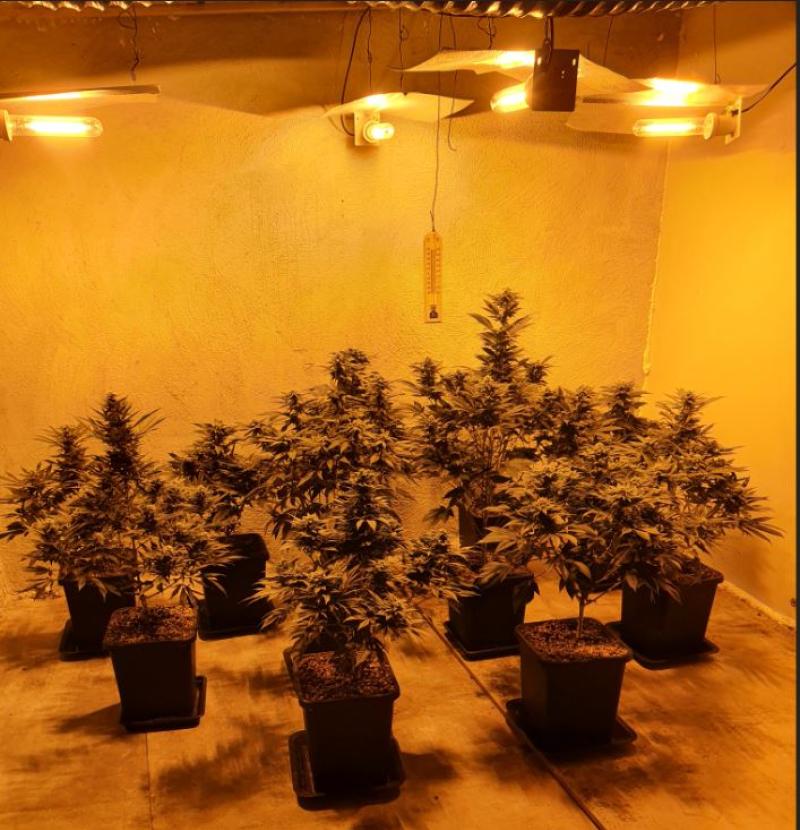 Man arrested after Gardai discover &euro;150k worth of cannabis plants and herb
