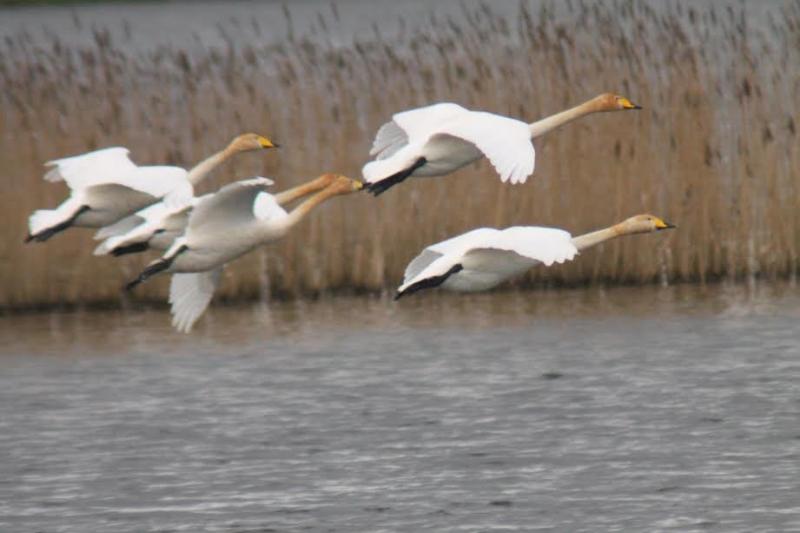 Noonan announces new grant to capture Ireland's natural history
