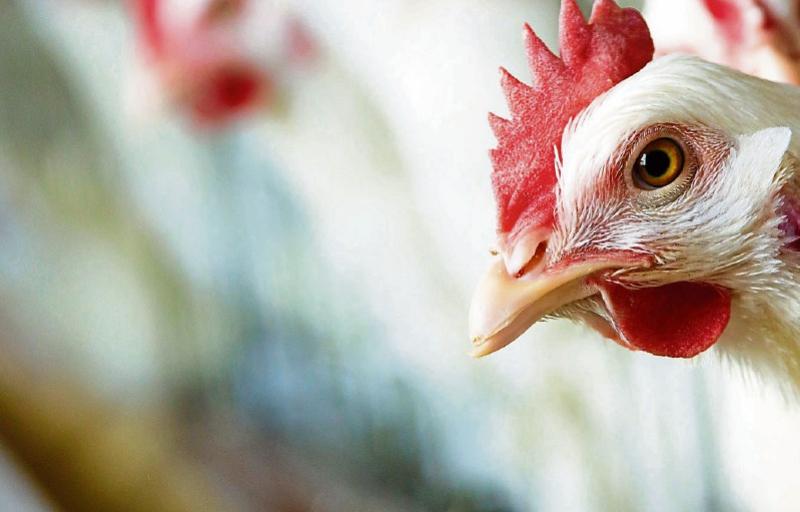 Poultry to be confined indoors due to 'increasing risk' of Bird Flu