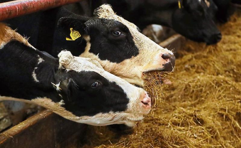 &euro;30 million Fodder Support Scheme launched to help farm families