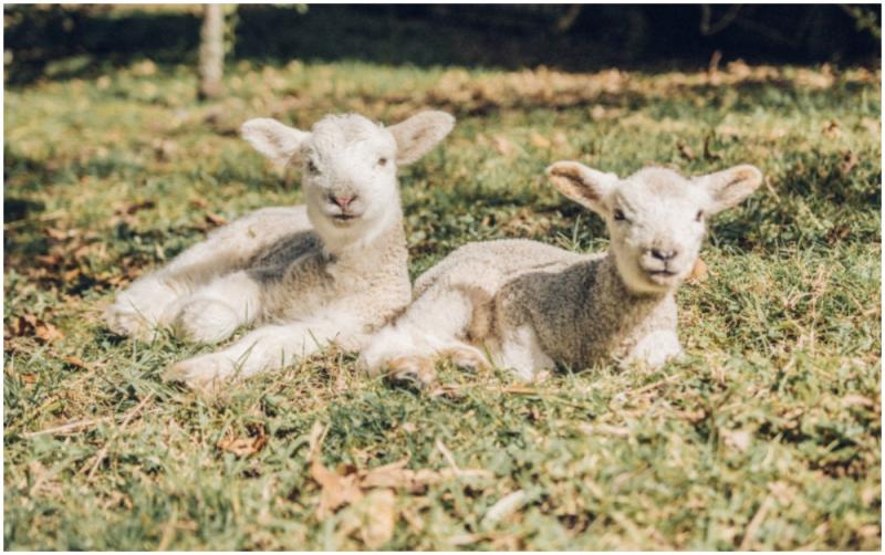 Dog owners reminded to be responsible this lambing season