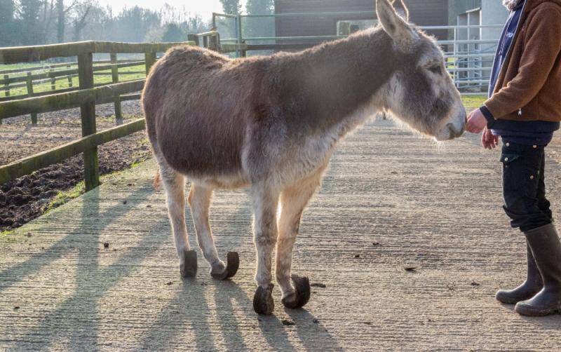 Rescued: donkeys unable to walk properly and abandoned in neglected state