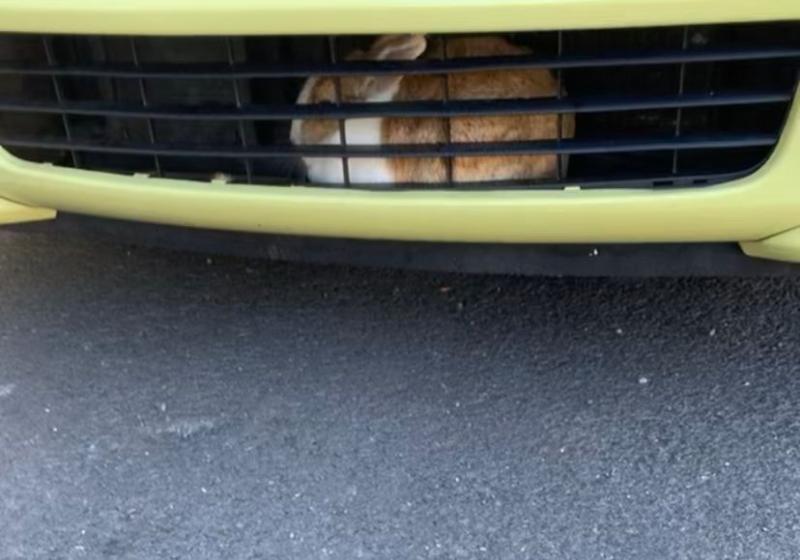 Rabbit gets a 'grilling' from Garda&iacute; after getting stuck in vehicle