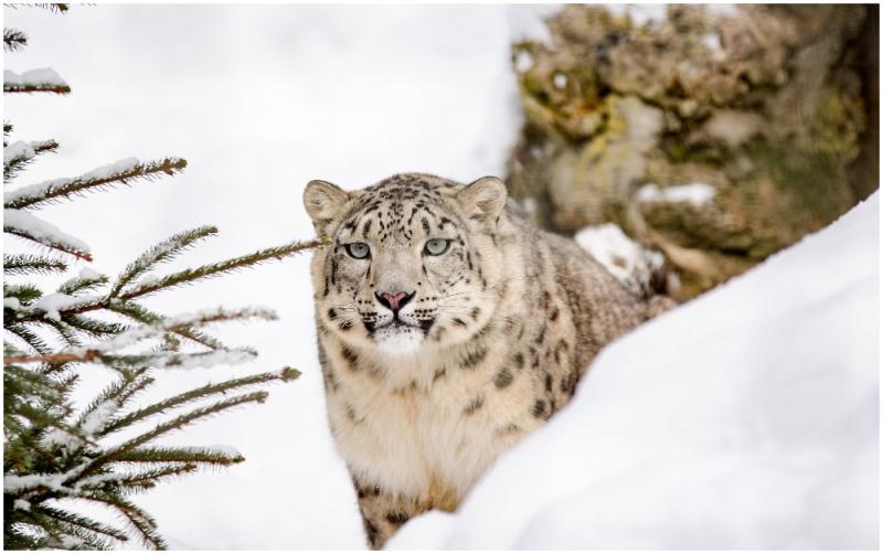 Himalayan Hills habitat opened at Dublin Zoo