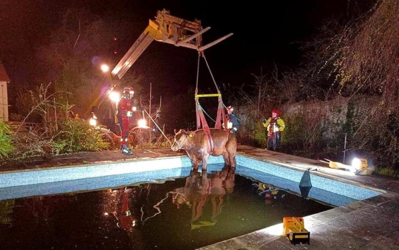 In Pictures: Brazen bullock rescued from swimming pool after escaping nearby field