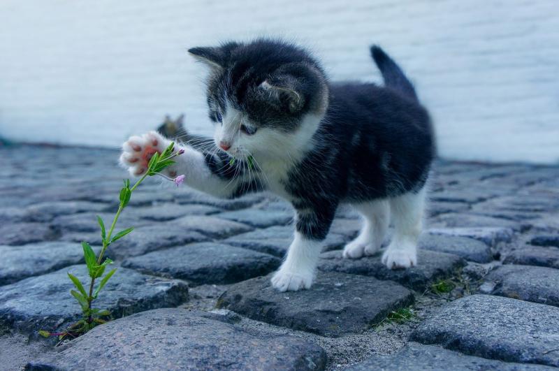 ISPCA warns pet owners of popular flower known to be 'extremely toxic' to cats