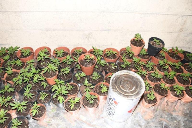 Cannabis worth over &euro;200,000 found in shed by Garda drugs unit