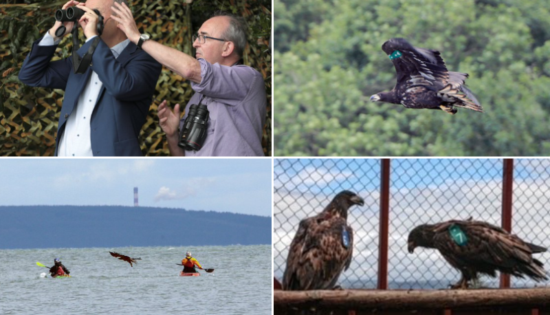 'Magnificent birds' - Taoiseach releases formerly extinct eagles into the wild