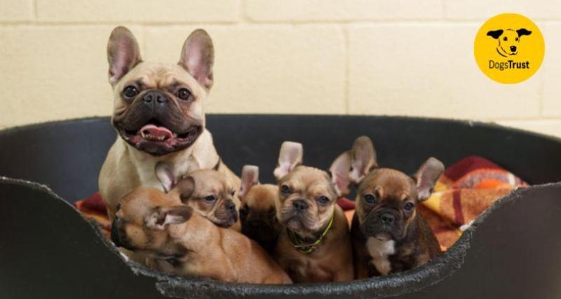 Dogs charity in health warning for flat-faced breeds as 17 animals are seized from puppy farm