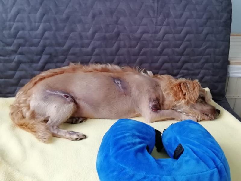 Animal charity urges Irish people to foster unwanted dogs after 'horrific' abuse case