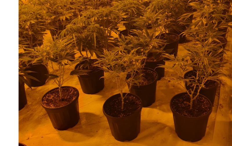 Gardai seize drugs valued at almost &euro;500,000 following search