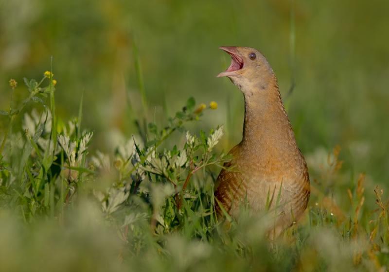 Efforts by farmers to  save endangered Irish bird praised 
