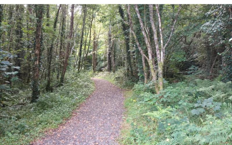 Report shows billion euro value of forestry industry to economy