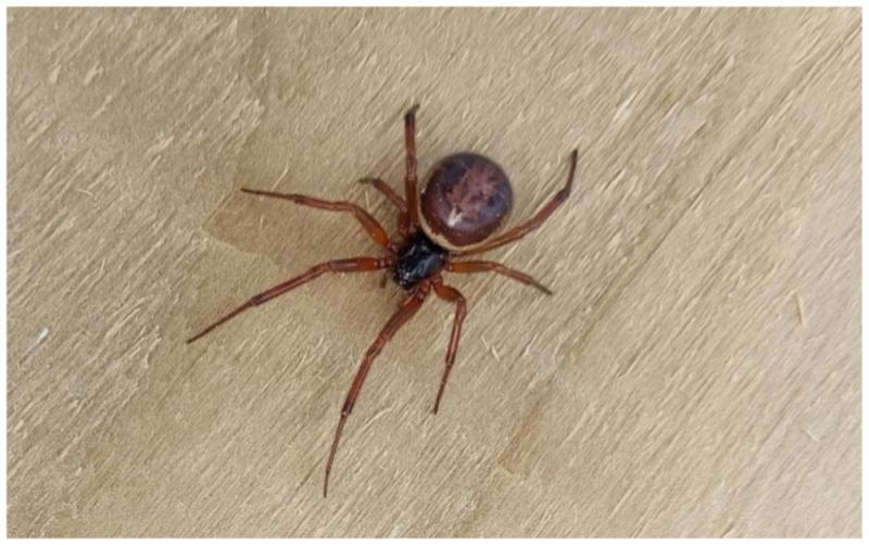 Warning of greater risk of False Widow Spiders indoors as temperatures drop