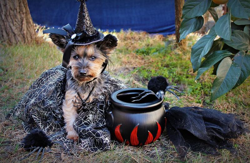 Forcing dogs into Halloween costumes can be 'downright terrifying' - Irish animal rescue