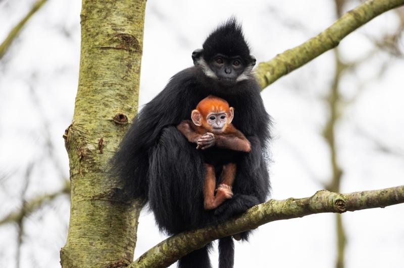 Irish wildlife park seeks name suggestions for endangered baby monkey - have your say!