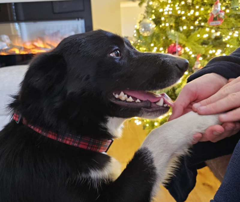 'We had to do something' - Sweet dog saved from being put to sleep seeks forever home