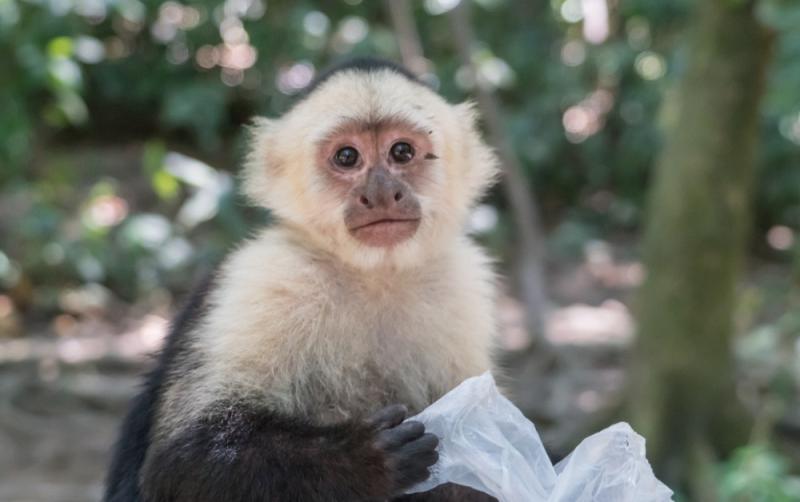 ALERT: Warning issued as escaped monkey on the run from Irish sanctuary