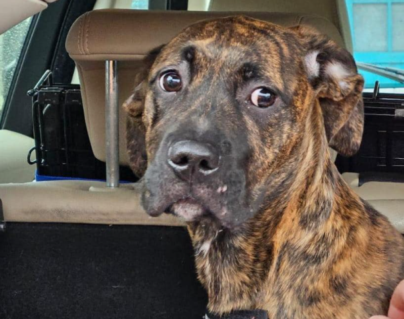 'We  need help' - Animal charity seeks donations as they rescue first dog of 2024