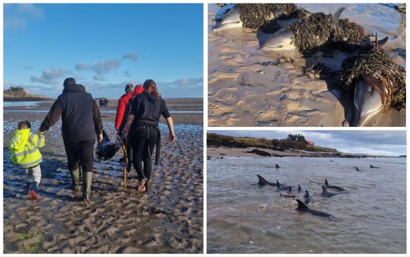 WATCH: Stranded dolphins rescued and returned to sea in Kerry bay