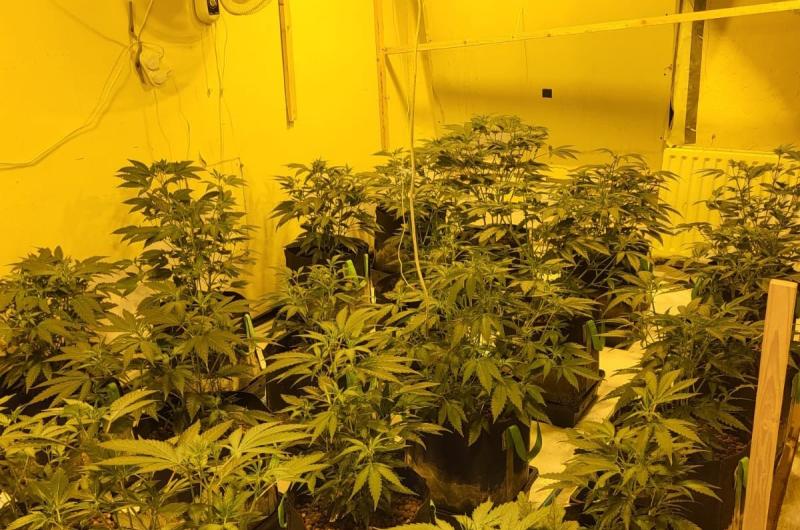 Garda&iacute; find big cannabis grow houses in Galway raids - three people arrested