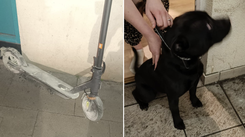 Furry friend alerts family of e-scooter fire