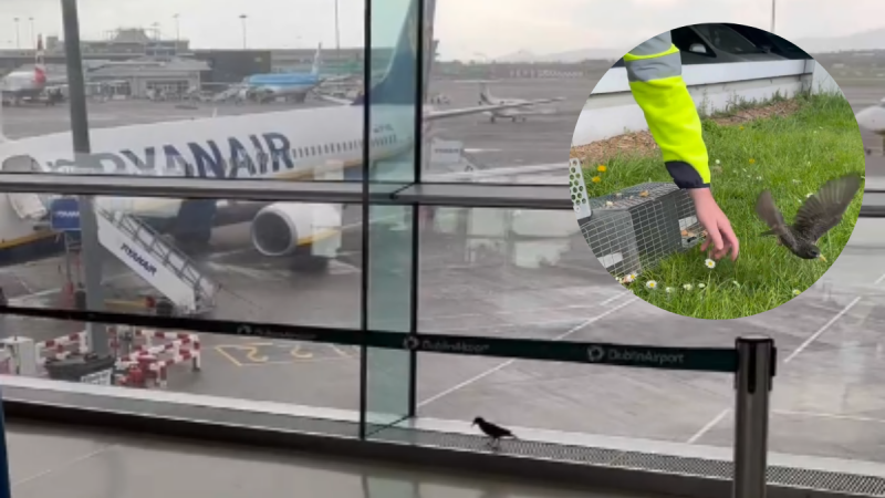 WATCH: Charlie the Bird departs Dublin Airport after being trapped in terminal for weeks