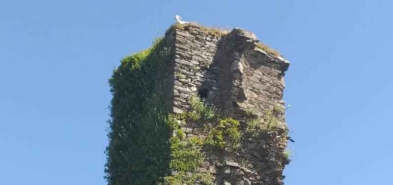 Multi-agency effort sees injured goat rescued from 14th-century tower in Donegal