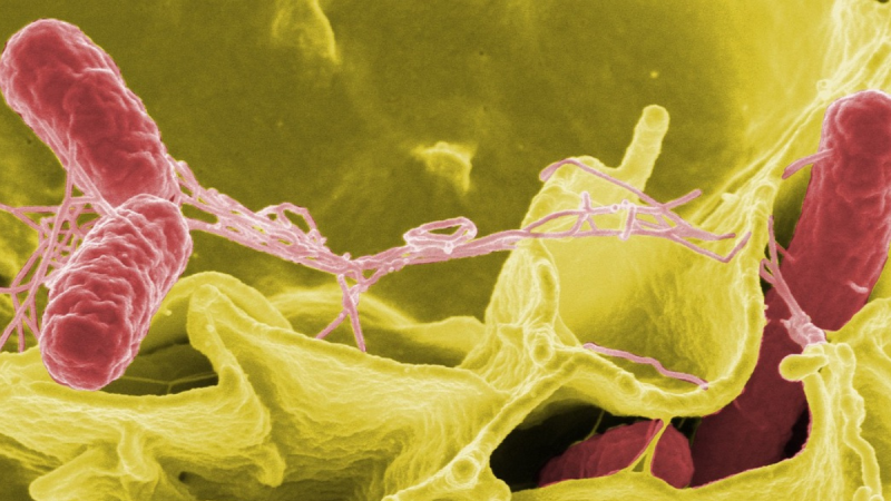 ALERT: Risk of salmonella infection prompts immediate recall of popular snack food