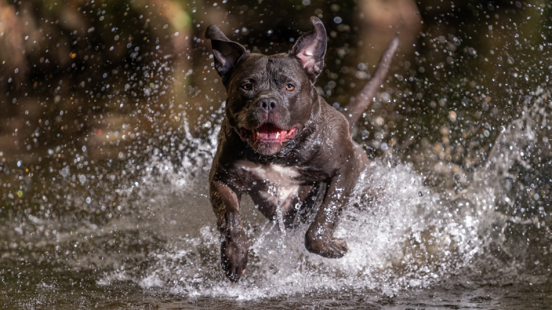 POLL: Should XL Bullies be banned in Ireland? 