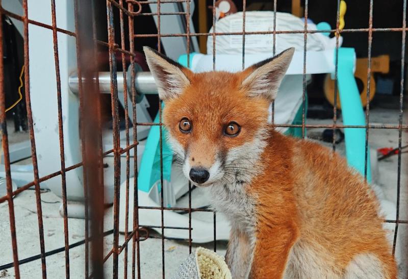 Garda&iacute; baffled during as they find caged fox cub in shed during searches