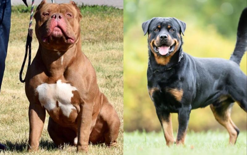 GUIDE: Ireland's laws on all restricted dog breeds after recent violent attacks