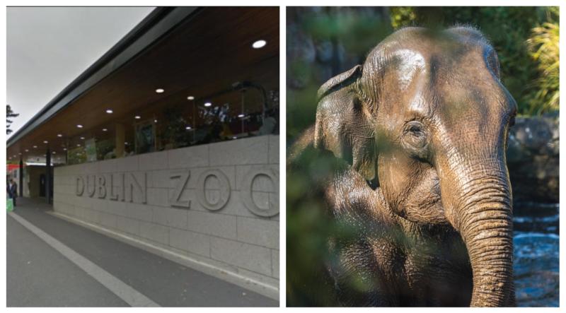 Dublin Zoo confirm a third elephant has tested positive for deadly EEHV virus 