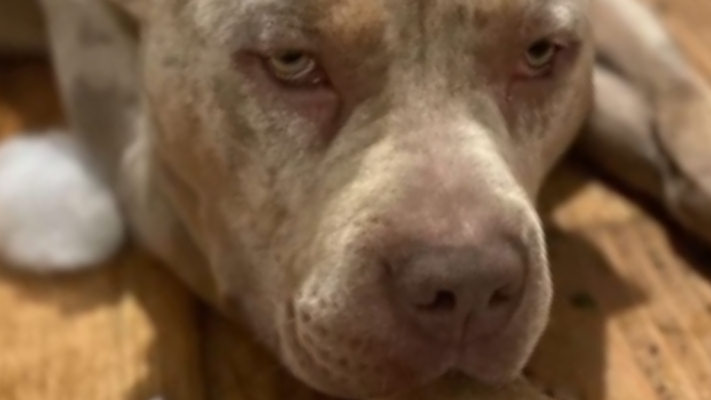 OPINION: Ireland is right to ban XL Bullies... they're modern-day monsters