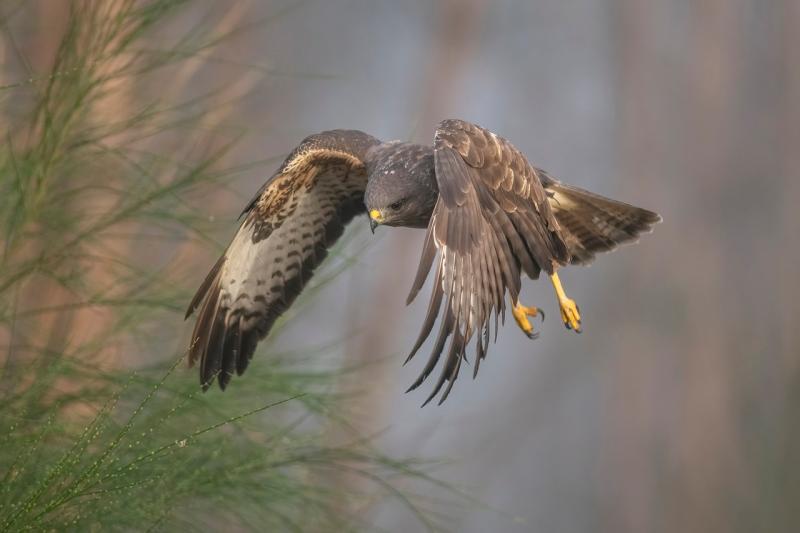 ALERT: Poultry flock owners urged to be vigilant as new case of bird flu is confirmed