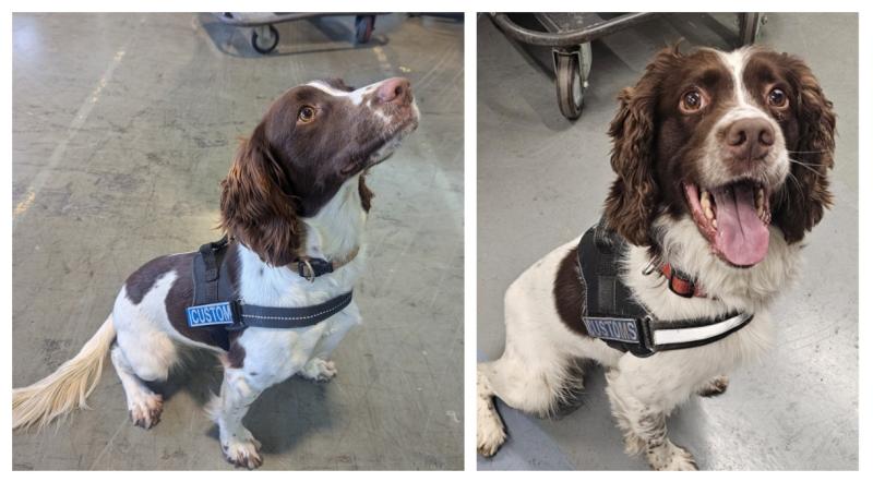 Revenue's little helpers seize contraband worth over &euro;880k just before Christmas 