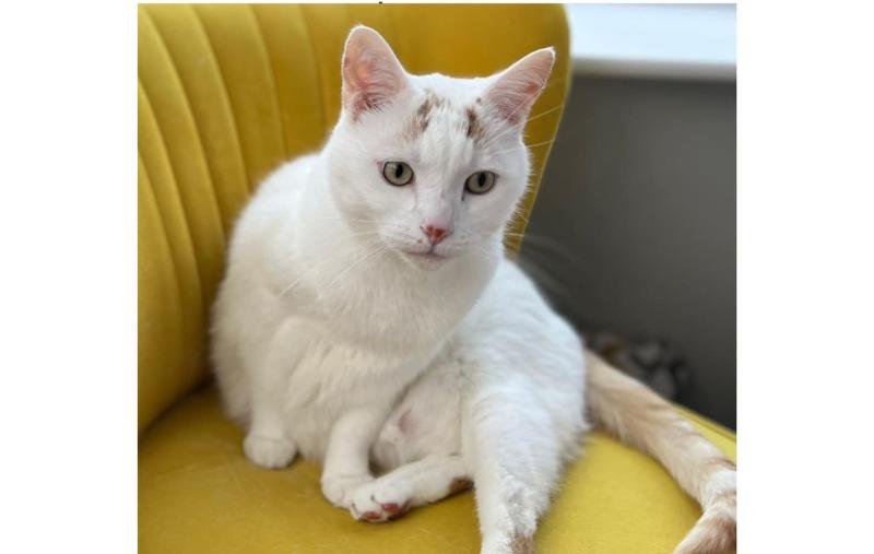 'Your cruelty knows no bounds' - Irish teens slammed for heartless cat prank