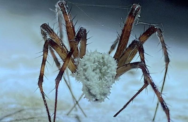 Terrifying 'zombie' spiders infected with deadly fungus found in Ireland