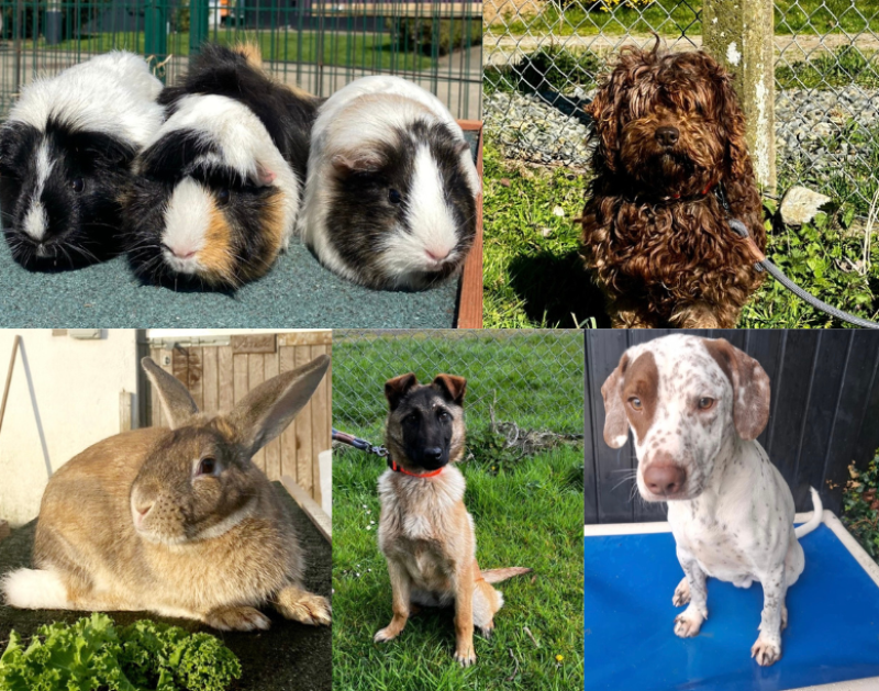 PICTURES: Cuteness overload at animal shelter with pets of all kinds