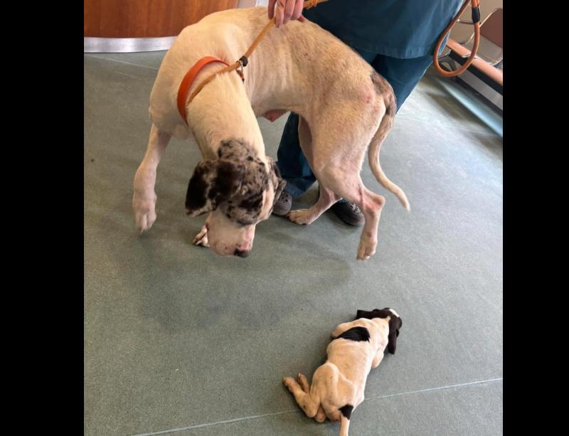 'Absolutely breaks my heart'- Mother dog and puppy in 'awful condition' amid plea for help