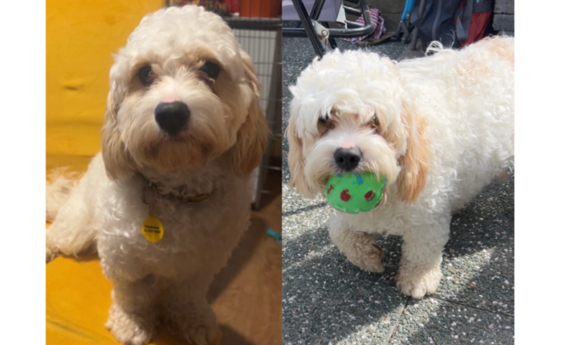 OPINION: 'I fell in love' - This is why I adopted Teddy the Cavachon from Dogs Trust 