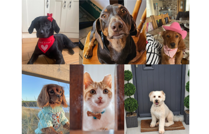 PICTURES: Cuteness overload! Furry finalists from every county for Nose of Tralee 