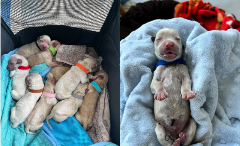Irish dog rescue gives update on newborn puppies abandoned near road in Galway