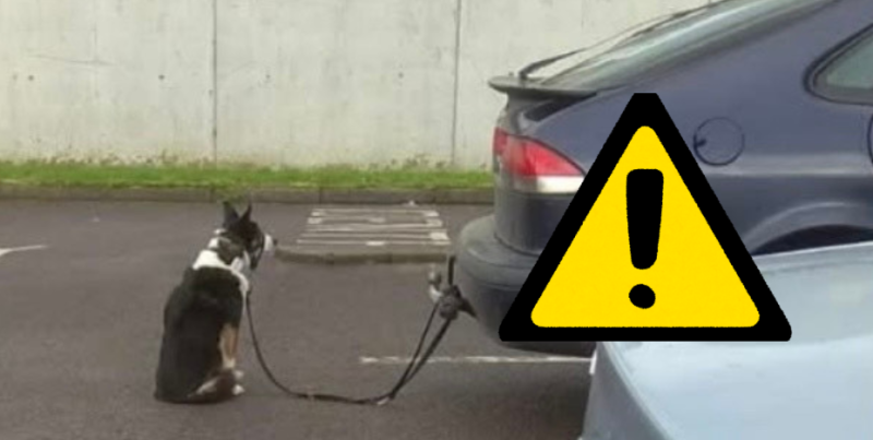 'I've seen it all!'- People furious as NCT tester spots dog tied to tow bar of car
