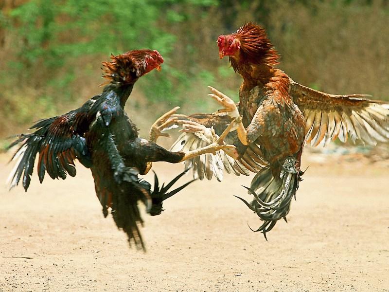 Garda probe launched as 15 dead roosters found at site of suspected 'cock fighting' site