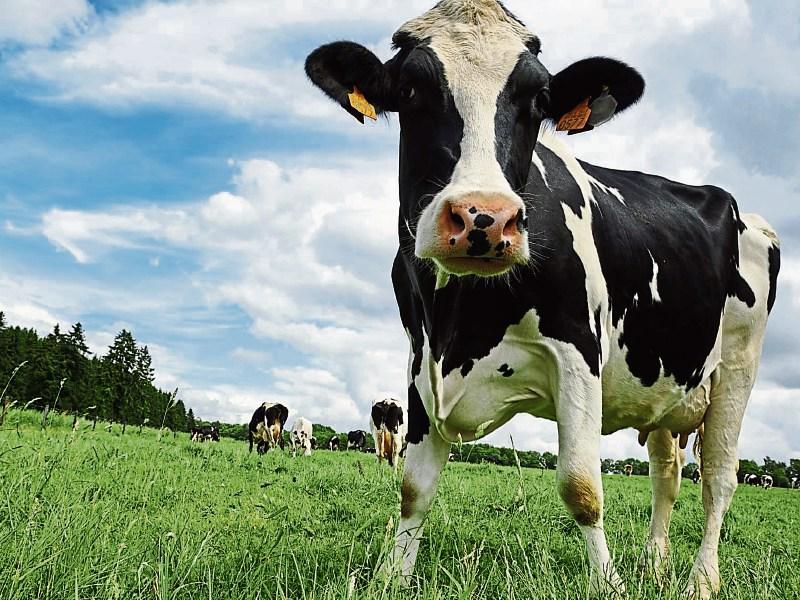 Calls for more &lsquo;social farmers&rsquo; in Louth