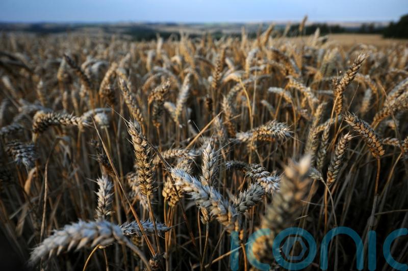 Irish farmers urged to grow more crops in response to Ukraine war
